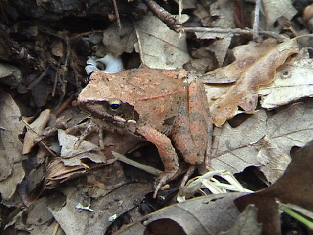 Rana dalmatina? Rana italica